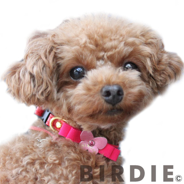 バーディ BIRDIE レザープチパピヨンカラー【犬用 猫 ペット 首輪 カラー カジュアル】