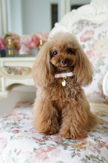 ミントタン minttan モールツィード カラー&リードセット(ピンク・イエロー)【小型犬 首輪 カラー リード セレブ】