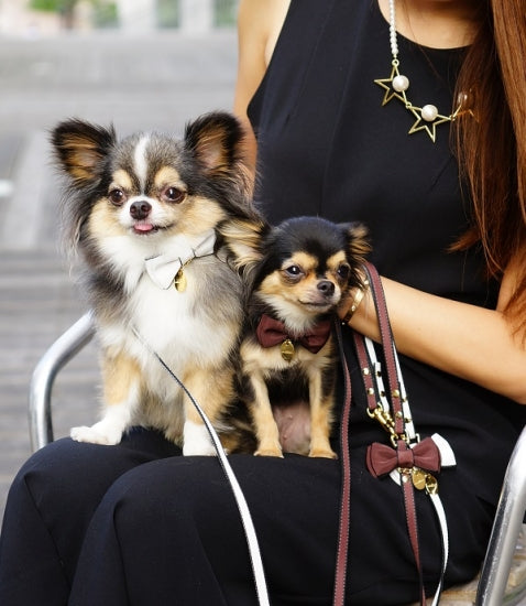 ミントタン minttan サイドラインリボン 首輪&リードセット シックカラー【小型犬 首輪 カラー リード セレブ】