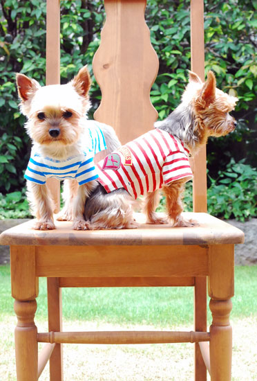 プエルト PUERTO マリンボーダーワッペンTシャツ【小型犬 犬服 ウエア トップス Tシャツ カットソー セレブ 】