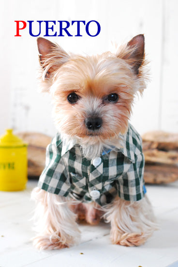 プエルト PUERTO グリーンギンガム半袖シャツ【小型犬 犬服 ウエア トップス シャツ セレブ 】