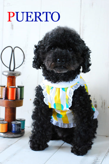 プエルト PUERTO ストライプドットガーデン(ひもなし・衿付き)【小型犬 犬服 ウエア トップス Tシャツ カットソー セレブ 】