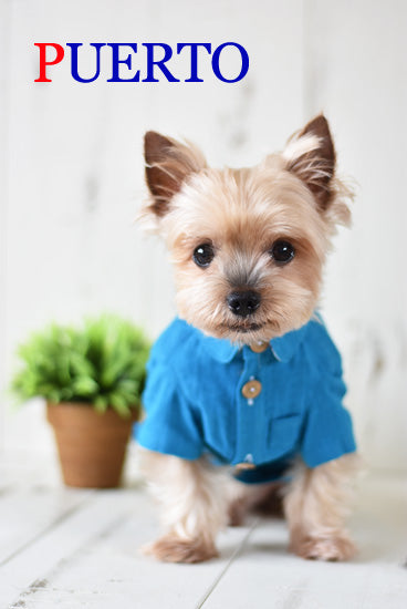 プエルト PUERTO オーシャンブルー半袖麻シャツ【小型犬 犬服 ウエア トップス シャツ セレブ 】
