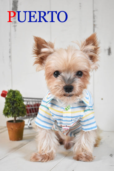 プエルト PUERTO ストライプガーゼ半袖シャツ【小型犬 犬服 ウエア トップス シャツ セレブ 】