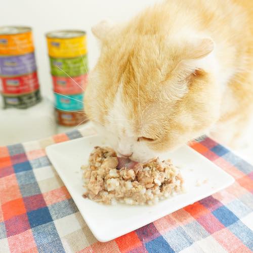 フィッシュ4 キャット FISH4CATS 缶詰「ツナ&イカ」TUNA FILLET WITH SQID【猫 キャットフード ウェットフード 魚】