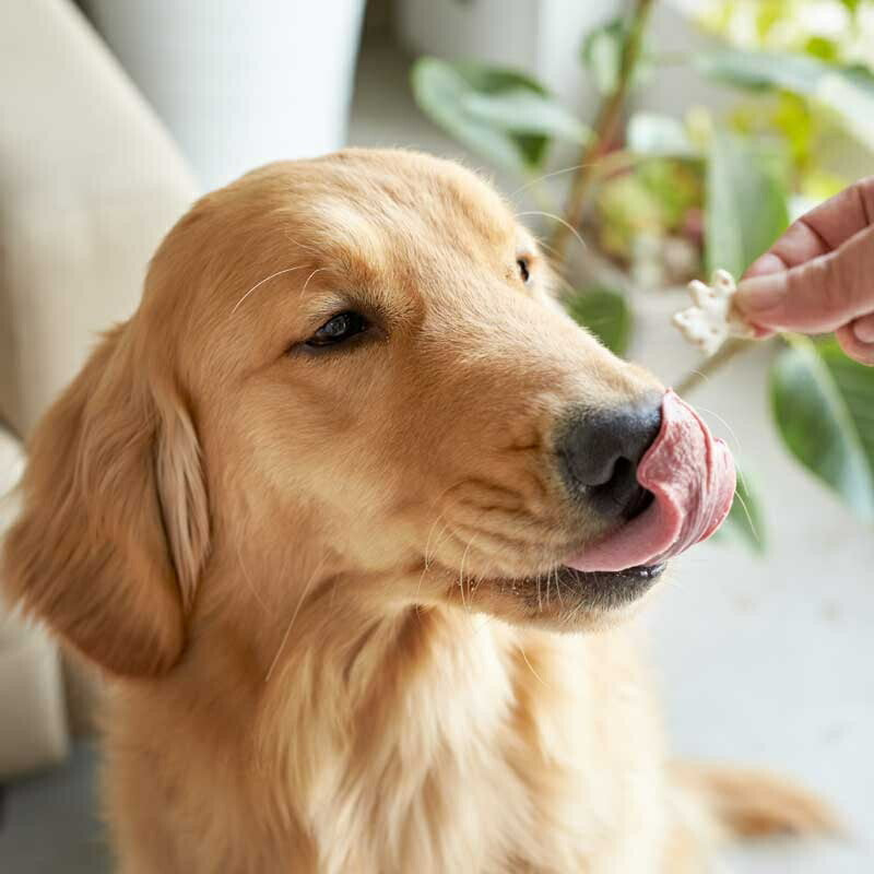 わんのはな 乳酸菌ビスケット かぼちゃ ポケットサイズ 25g【犬用 おやつ ビスケット】