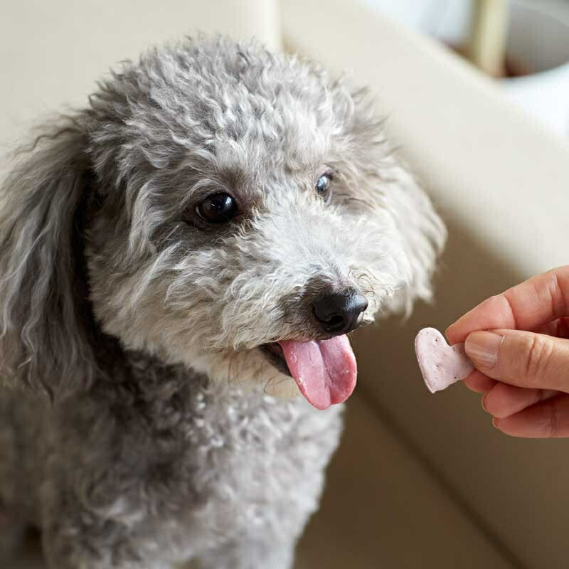 わんのはな 乳酸菌ビスケット やぎみるく ポケットサイズ 25g【犬用 おやつ ビスケット】