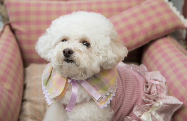 ルイスドッグ louisdog Beauteous Cape【小型犬 襟 ケープ アクセサリー セレブ】