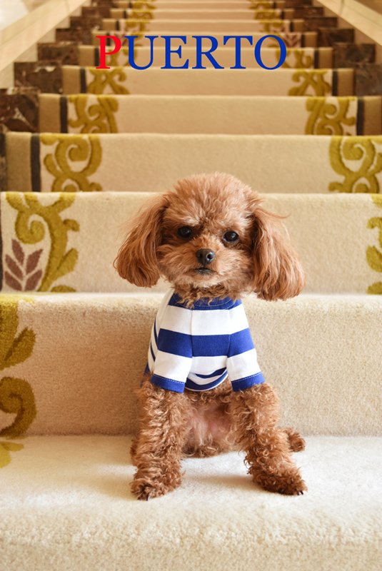 プエルト PUERTO マリブ半袖カットソー【小型犬 犬服 ウエア トップス カットソー Tシャツ セレブ】