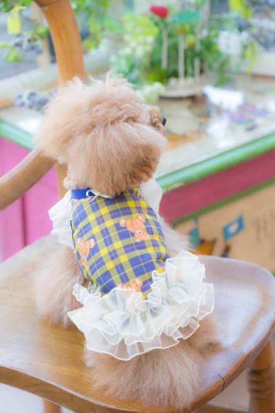 ブルブブ BUL BU-BU 16th Anniversary Antique Bear Cami【小型犬 犬服 ウエア トップス キャミ セレブ】