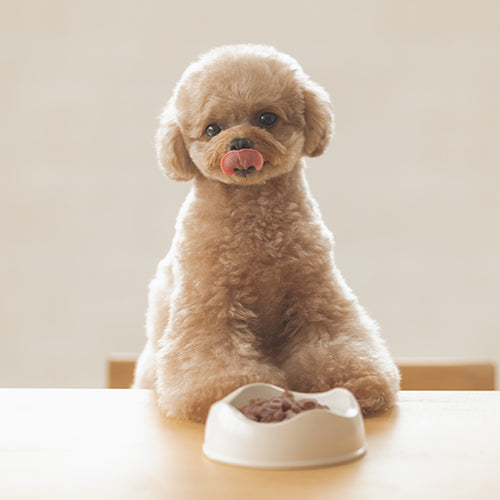 ヤムヤムヤム yum yum yum!シニア&ライト 馬肉 ドライタイプ【犬用 ドッグフード 成犬 シニア犬 老犬 ドライフード】