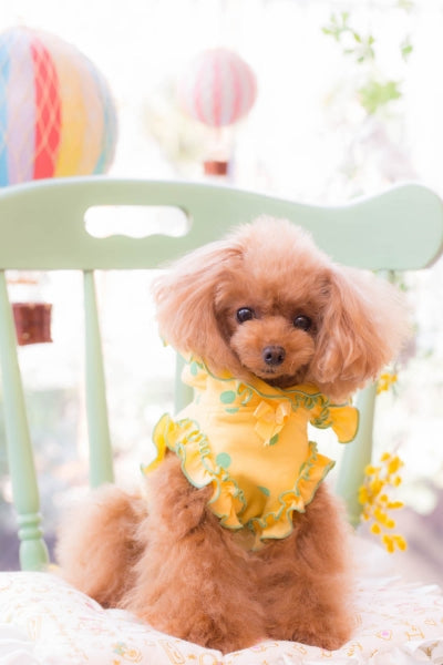 ブルブブ BUL BU-BU DOT Ribbon Frill P/K【小型犬 犬服 ウエア トップス パーカ セレブ】