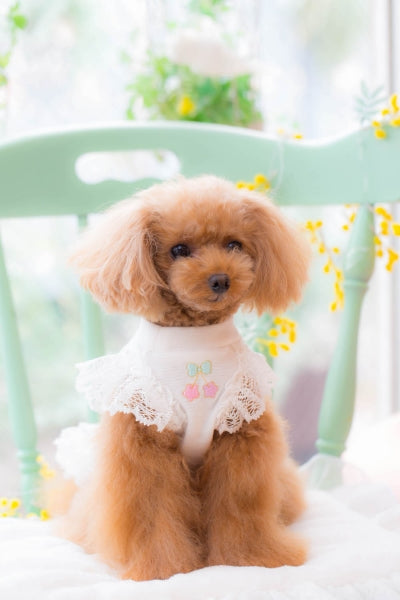 ブルブブ BUL BU-BU WONDERLAND Cami【小型犬 犬服 ウエア トップス キャミ セレブ】