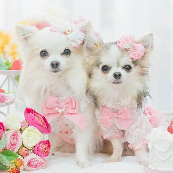 きゃんナナ CanNana あまいイチゴのレースフリルワンピース 1137【小型犬 犬服 ウエア ワンピース ドレス セレブ】 送料無料