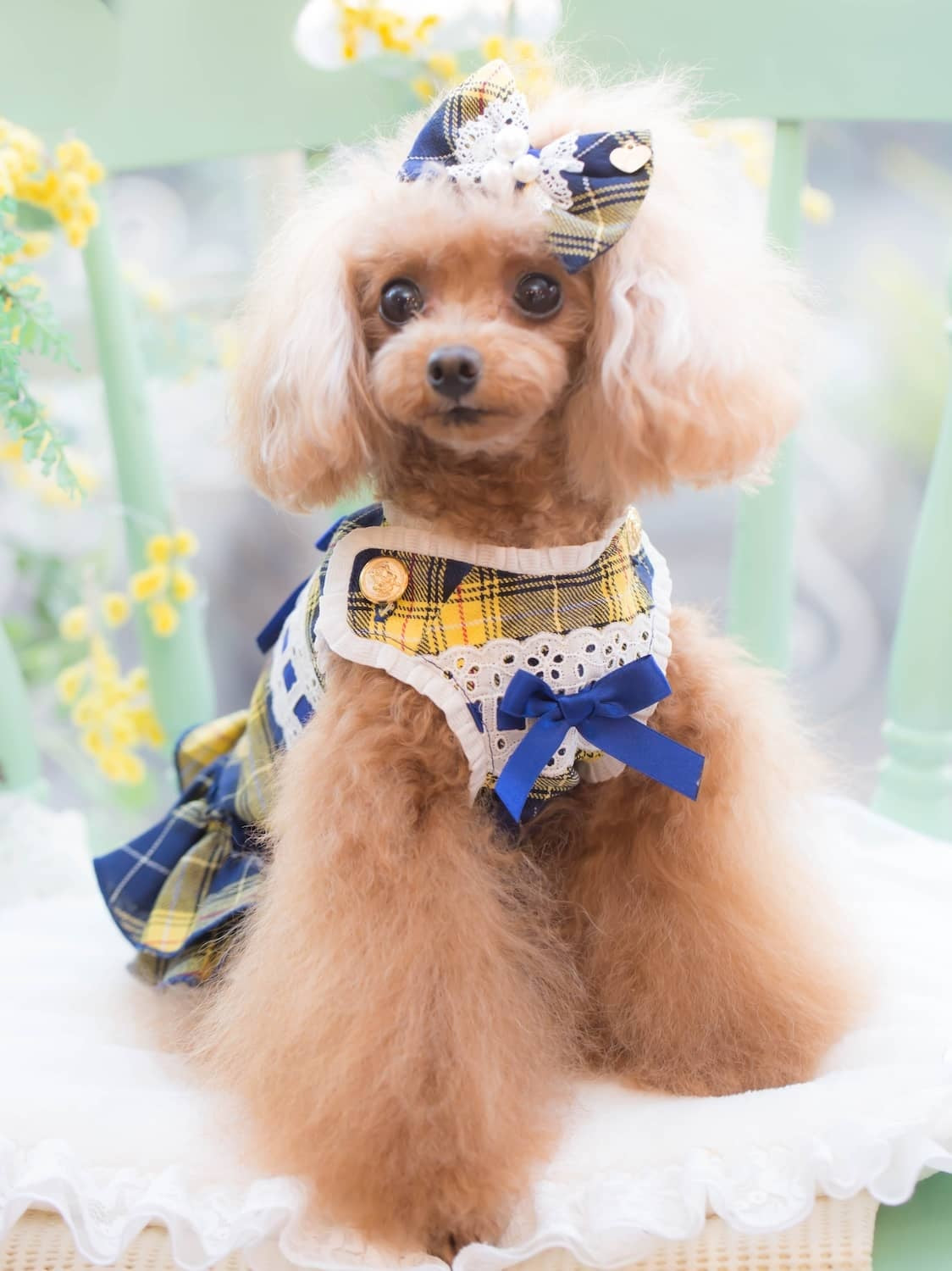 ブルブブ BUL BU-BU CHECKジャンパーS/K【小型犬 犬服 ウエア スカート ジャンパースカート セレブ】送料無料