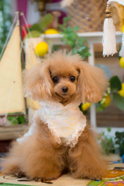 ブルブブ BUL BU-BU Cute Ribbon P/K【小型犬 犬服 ウエア トップス Tシャツ セレブ】