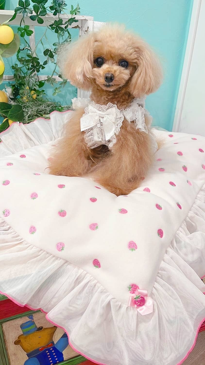 ブルブブ BUL BU-BU いちごベッドマット【小型犬 犬用 ベッド マット セレブ】