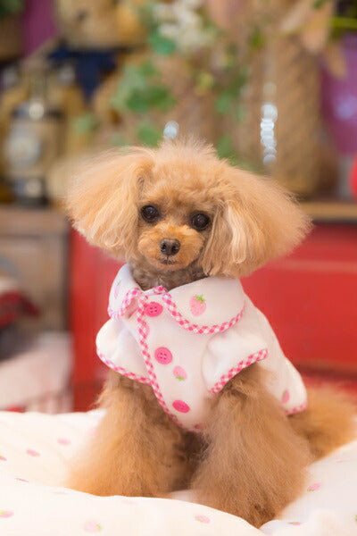 ブルブブ BUL BU-BU いちご丸衿J/K【小型犬 犬服 ウエア トップス アウター セレブ】