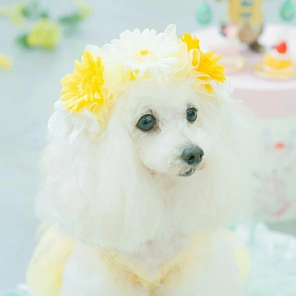 きゃんナナ CanNana 春のガーベラヘッドドレス HD-023【小型犬 アクセサリー ヘッドドレス ヘアーアクセサリー】