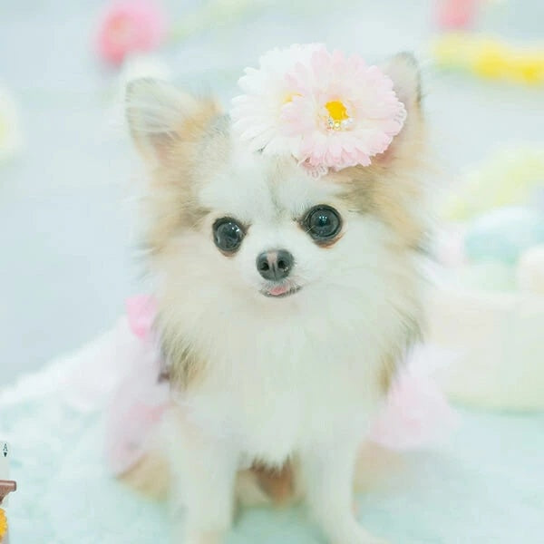 きゃんナナ CanNana ダブルガーベラバレッタリボン LB-299【小型犬 アクセサリー バレッタ リボン ヘアーアクセサリー】
