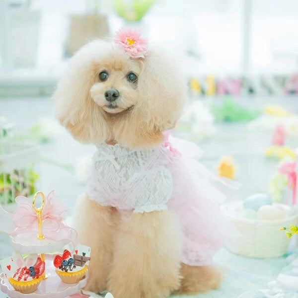 きゃんナナ CanNana ガーベラバレッタリボン LB-298【小型犬 アクセサリー バレッタ リボン ヘアーアクセサリー】