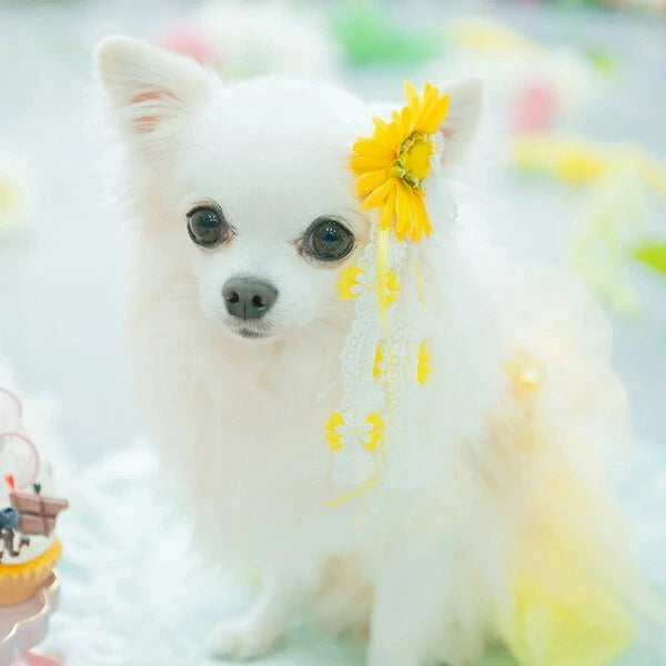 きゃんナナ CanNana ガーベラロングバレッタリボン LB-300【小型犬 アクセサリー バレッタ リボン ヘアーアクセサリー】