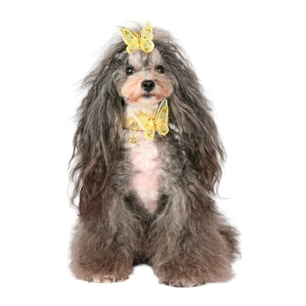 シャーロットドレス Charlotte's Dress Art. f1624N collar Butterfly yellow【小型犬用 犬用 カラー 首輪 セレブ】