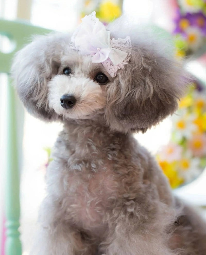 ブルブブ BUL BU-BU リボンバレッタ【小型犬 犬用 アクセサリー バレッタ セレブ】