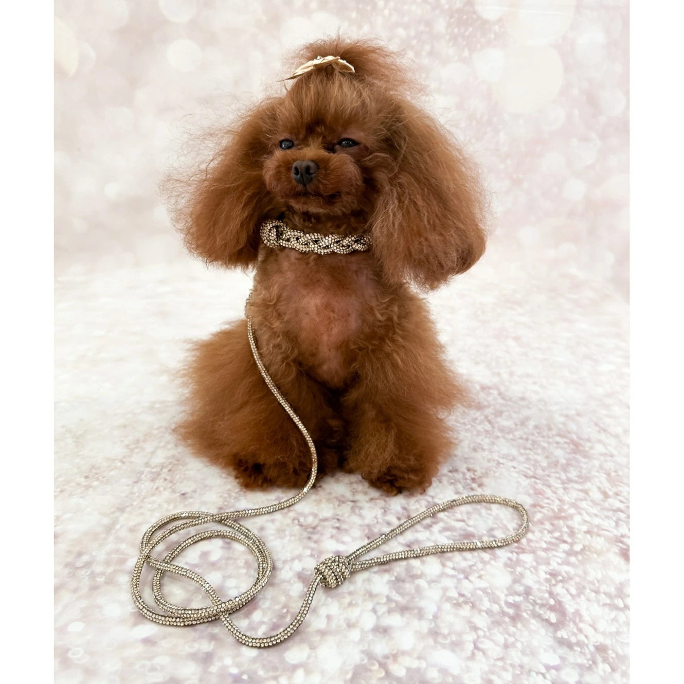 フォーペッツオンリー For Pets Only Crystal Babe Collar Golden Shadow/Gold【小型犬用 犬用 カラー 首輪 お散歩 セレブ】