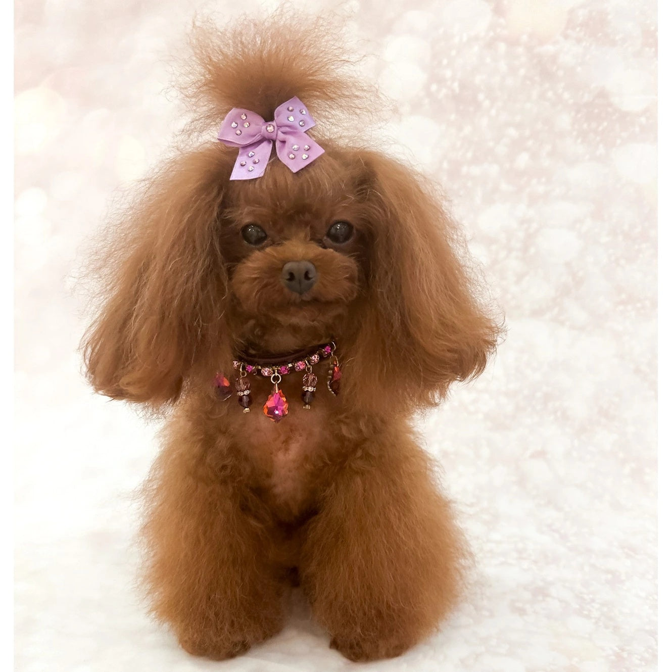 フォーペッツオンリー For Pets Only Magic Drops Collar Burgundy【小型犬用 犬用 カラー 首輪 セレブ】