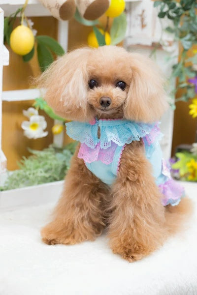 ブルブブ BUL BU-BU Sweet Candy Camisole【小型犬 犬服 トップス キャミソール セレブ】