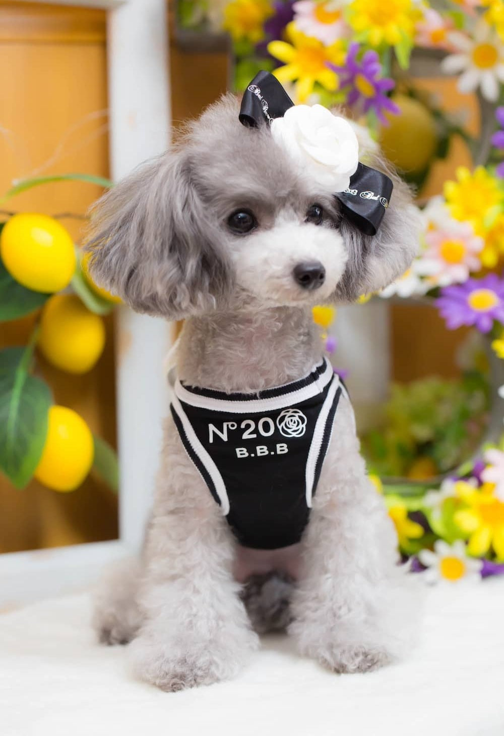 ブルブブ BUL BU-BU カメリアバレッタ【小型犬 犬用 ヘアアクセサリー バレッタ セレブ】