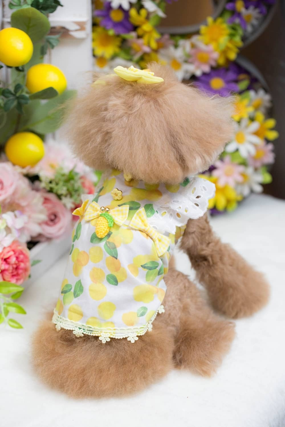 ブルブブ BUL BU-BU LEMON Cami【小型犬 犬服 トップス キャミソール ノースリーブ セレブ】