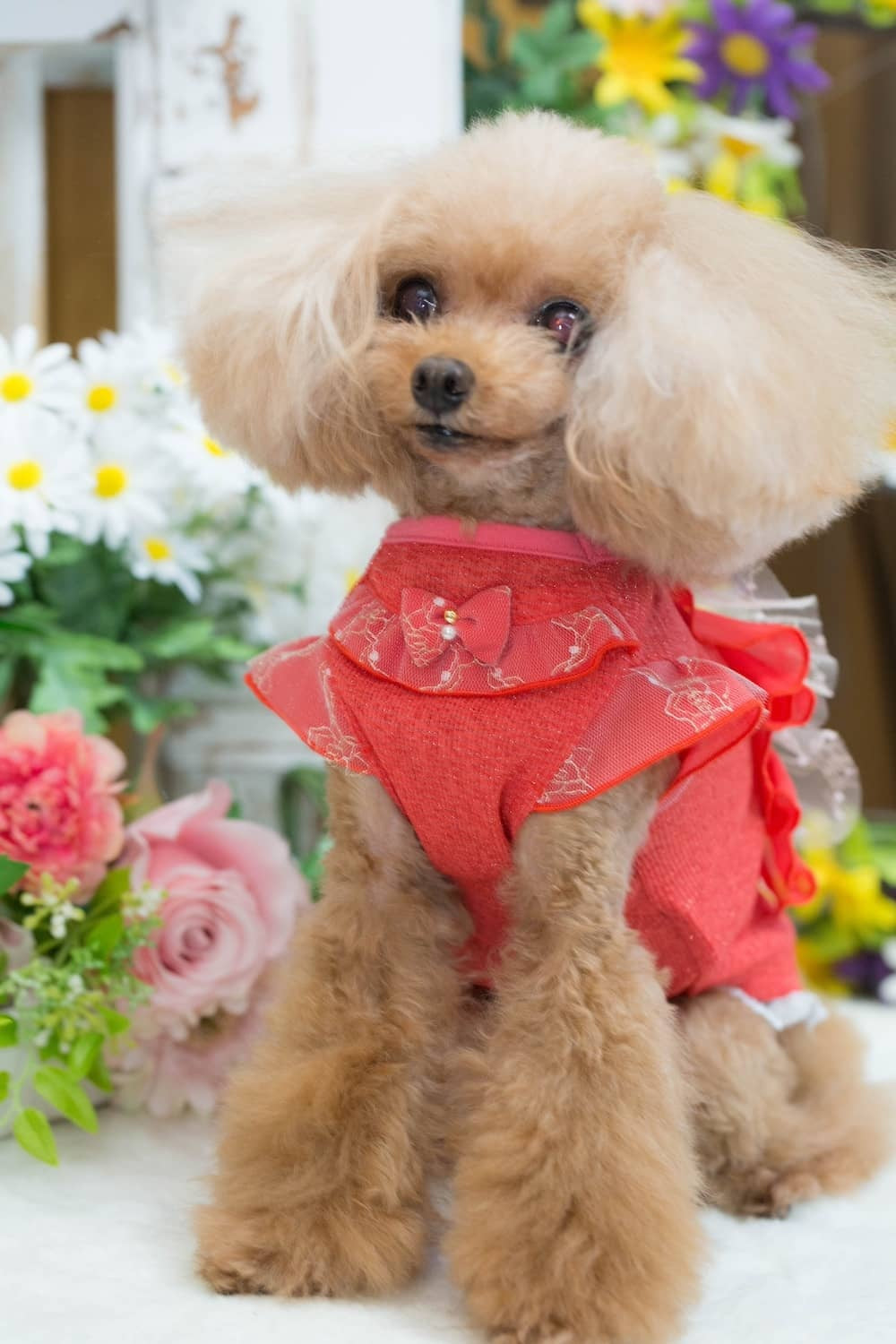 ブルブブ BUL BU-BU Classy Camisole【小型犬 犬服 ドッグウエア トップス キャミソール ノースリーブ セレブ】
