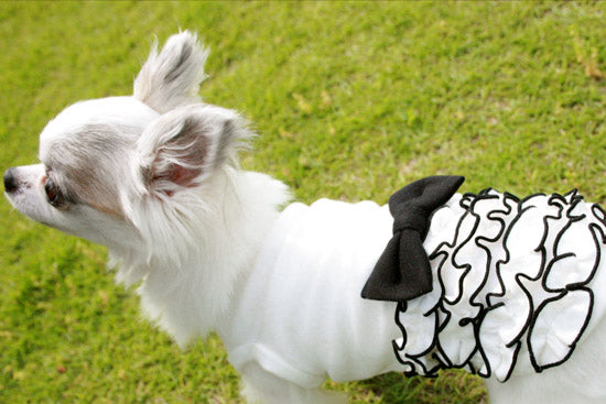 ミムット mimtto フリルワンピース【小型犬 犬服 ウエア ワンピース ドレス セレブ】