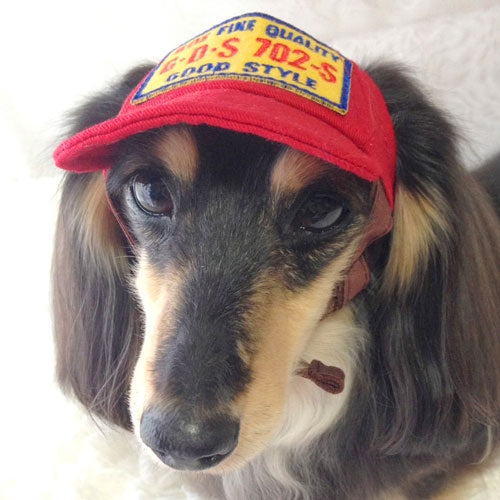 ★受注生産★ガーデン オブ エデン Garden of Eden ツイルCAP【小型犬 アクセサリー セレブ ハット 帽子】 送料無料