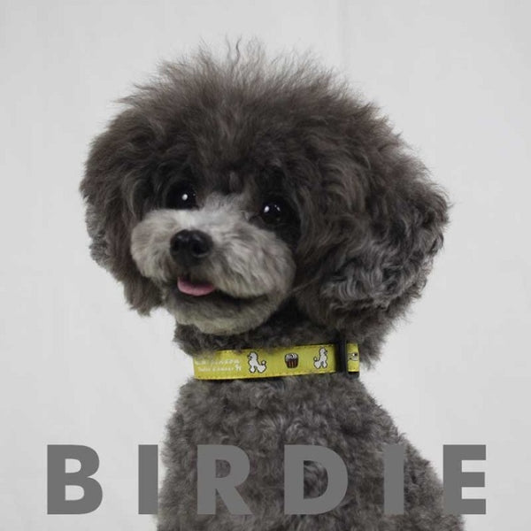 バーディ BIRDIE ティータイムカラー【犬用 ペット 首輪 カラー カジュアル】