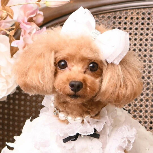 リュクスバーディ Luxe birdie パールビジューカラー (size21)【小型犬 カラー ラグジュアリー 首輪 セレブ】 送料無料