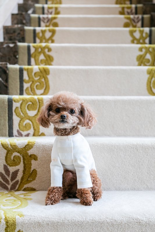 プエルト PUERTO マディソンボーダーカットソー【小型犬 犬服 ウエア トップス カットソー Tシャツ セレブ】