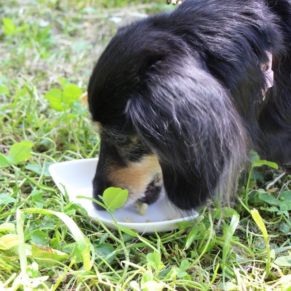 パシュートオブラブ PURSUIT OF LOVE もりもり ぼくらのげんきごはん 400g【犬 ペット ドライフード 全年齢対応 シニア パピー 】