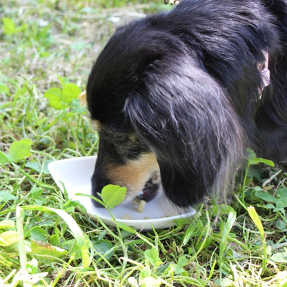 パシュートオブラブ PURSUIT OF LOVE もりもり ぼくらのげんきごはん 400g【犬 ペット ドライフード 全年齢対応 シニア パピー 】