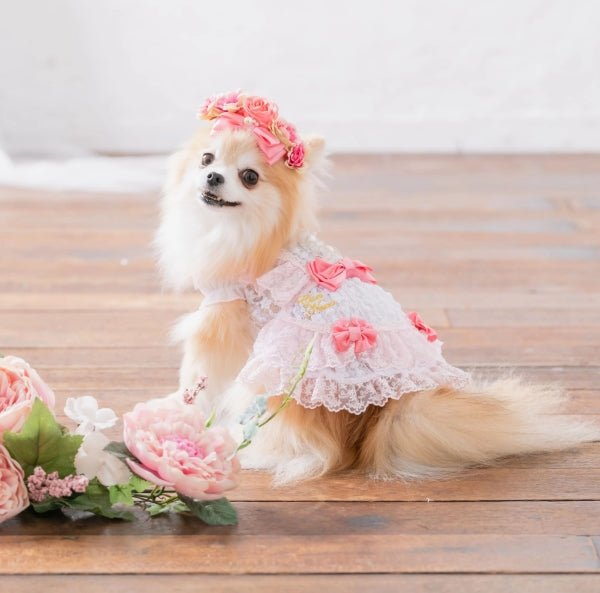 CanNana Summer Lace Dress 1111 [Small Dog Dog Clothes Wear One Piece Dress  Celebrity]