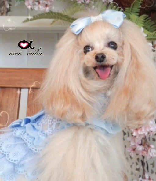 アキュミリアaccumiliaブルークレールコットンワンピ(XS/SS)【小型犬犬服ウエアワンピースドレスセレブ】送料無料