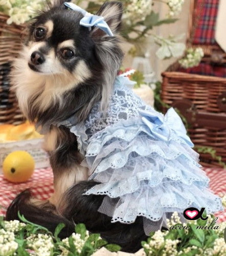 アキュミリアaccumiliaブルークレールコットンワンピ(L)【小型犬犬服ウエアワンピースドレスセレブ】送料無料