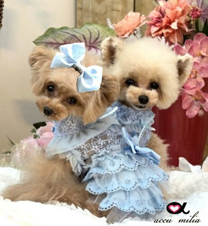 アキュミリアaccumiliaブルークレールコットンワンピ(L)【小型犬犬服ウエアワンピースドレスセレブ】送料無料