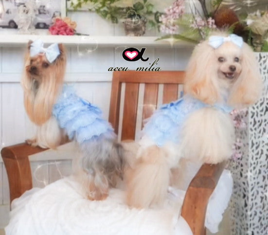 アキュミリアaccumiliaブルークレールコットンワンピ(L)【小型犬犬服ウエアワンピースドレスセレブ】送料無料