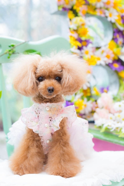 BUL BU-BU Lace O/P [Small dog dog clothes wear dress celebrity]