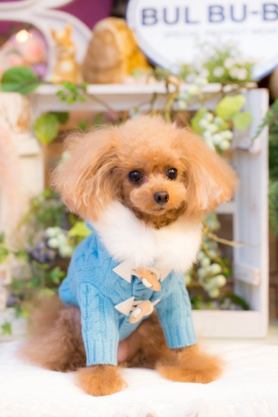 ブルブブ BUL BU-BU ニットダッフルコート【小型犬 犬服 ウエア