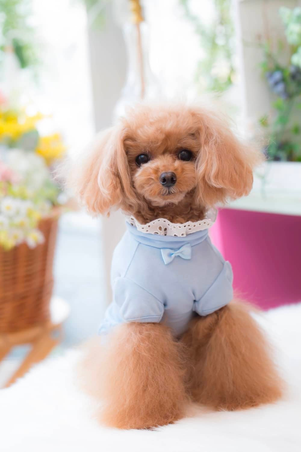 Camiseta de encaje con cuello BUL BU-BU [ropa para perros pequeños, Tops, camiseta de manga corta para celebridades], envío gratis