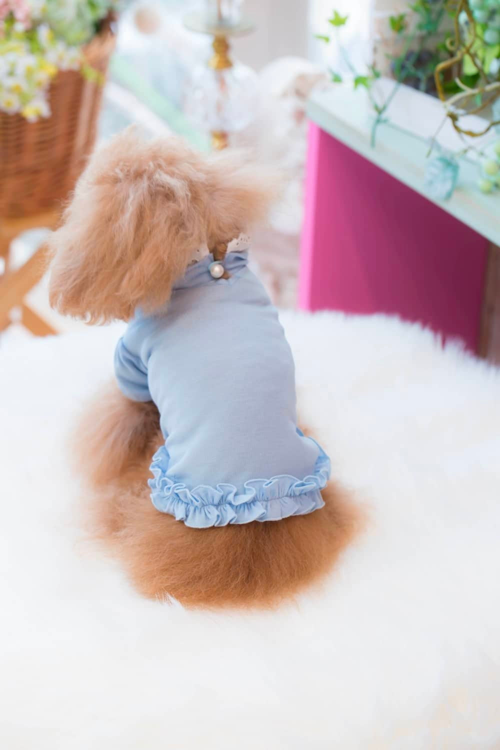 Camiseta de encaje con cuello BUL BU-BU [ropa para perros pequeños, Tops, camiseta de manga corta para celebridades], envío gratis